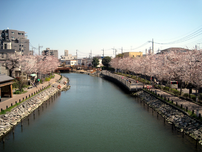 東京都江戸川区葛西までの散歩道で見かけた桜です。