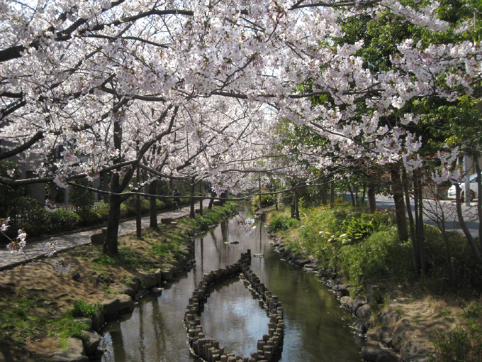 東京都江戸川区葛西・船堀の桜